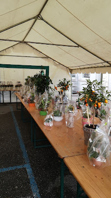 Espace Fleurs à Dieuze