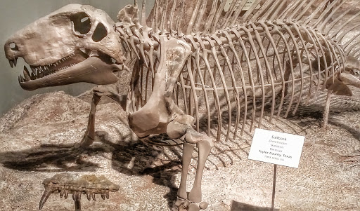 Museum «Texas Memorial Museum», reviews and photos, 2400 Trinity St, Austin, TX 78705, USA