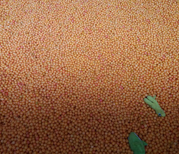 Centrum Million Balls photo