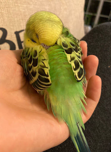 Pet Supply Store «PetSmart», reviews and photos, 1700 Fruitville Pike, Lancaster, PA 17601, USA