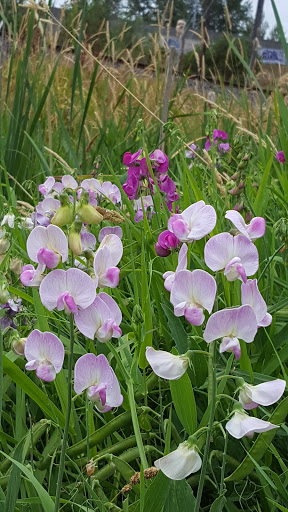 Arena «ShoWare Center», reviews and photos, 625 W James St, Kent, WA 98032, USA