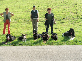 Dog Team School