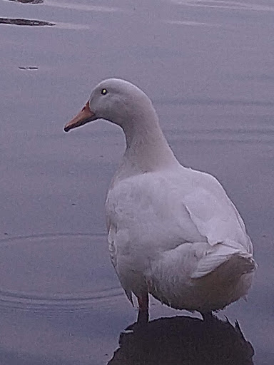 Park «Marquette Park», reviews and photos, 6743 S Kedzie Ave, Chicago, IL 60629, USA