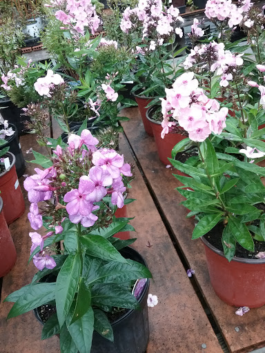 Florist «Davenport Farms», reviews and photos, 3411 US-209, Stone Ridge, NY 12484, USA