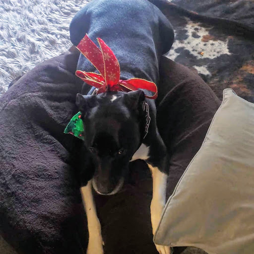 Pet Supply Store «PetSmart», reviews and photos, 15555 E 14th St, San Leandro, CA 94578, USA