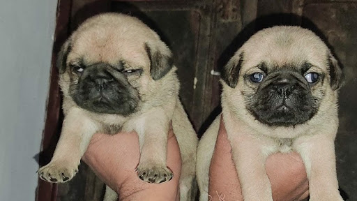 Pug Puppies for sale in delhi