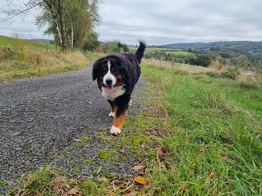 Dipl.vet. med Rene Mohs veterinarian unter Much, Rheinland-Pfalz