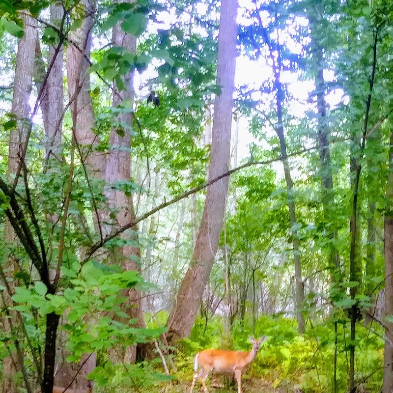 Parc Desjardins