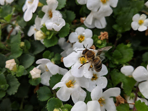 Golf Course «Cedarcrest Golf Course», reviews and photos, 6810 84th St NE, Marysville, WA 98270, USA