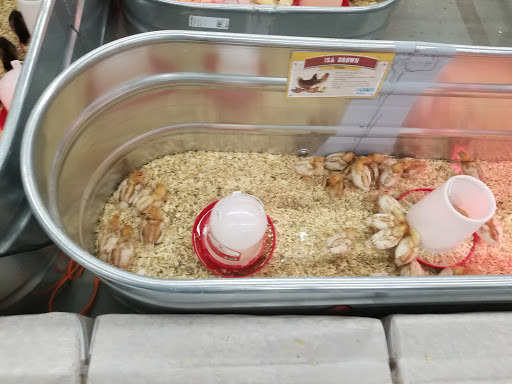 Home Improvement Store «Tractor Supply Co.», reviews and photos, 82 Turnpike Rd, Ipswich, MA 01938, USA