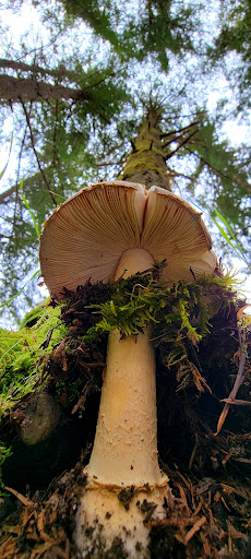 Public Golf Course «White River Disc Golf Course», reviews and photos, 2401 Stuck River Dr, Auburn, WA 98092, USA