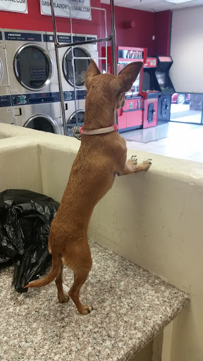 Laundromat «Sunshine Laundry», reviews and photos, 1950 W Indian School Rd #10, Phoenix, AZ 85015, USA