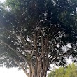 Historical Banyan Tree