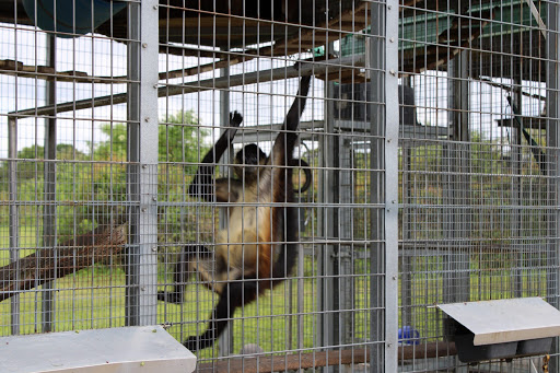 Non-Profit Organization «Big Cat Habitat & Gulf Coast Sanctuary», reviews and photos, 7101 Palmer Blvd, Sarasota, FL 34240, USA