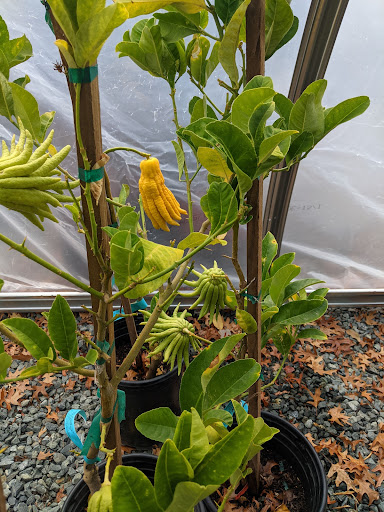 Plant Nursery «Orchard Nursery and Florist», reviews and photos, 4010 Mt Diablo Blvd, Lafayette, CA 94549, USA