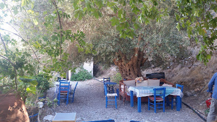 sfakia family oliveoil trees