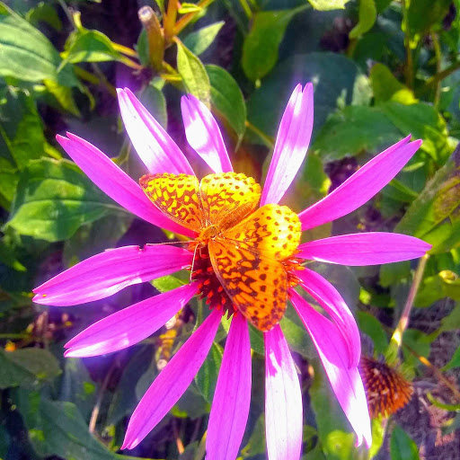 Tobacco Shop «The Konnexion», reviews and photos, 106 S Linn St, Iowa City, IA 52240, USA