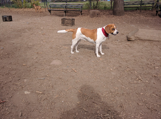 Herbert Von King Park Dog Run image 4