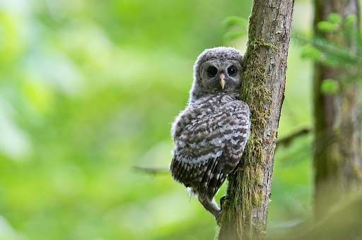 Forestry Service «Hopkins Demonstration Forest», reviews and photos, 16750 S Brockway Rd, Oregon City, OR 97045, USA
