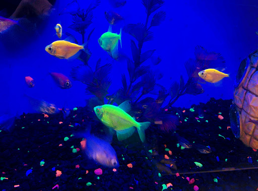 Pet Supply Store «Pet Supplies Plus», reviews and photos, 299 Roosevelt Rd, Glen Ellyn, IL 60137, USA