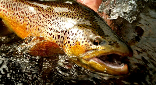 Michigan Fly Fishing Guides - AZexplained