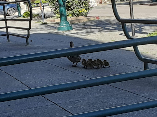 Coffee Shop «Santa Cruz Coffee Roasting Co.», reviews and photos, 1330 Pacific Ave, Santa Cruz, CA 95060, USA