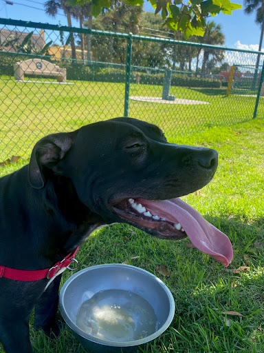 Pet Supply Store «PetSmart», reviews and photos, 1900 W International Speedway Blvd, Daytona Beach, FL 32114, USA