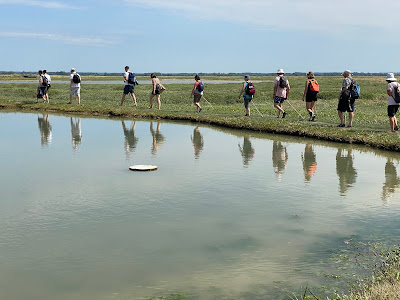 Visite en baie de Somme : Guide Baie De Somme - Traversée Baie De Somme - Phoques Baie De Somme à Le Crotoy
