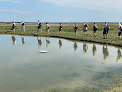 Visite en baie de Somme : Guide Baie De Somme - Traversée Baie De Somme - Phoques Baie De Somme Le Crotoy