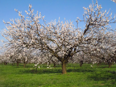 Barackvirág Farm