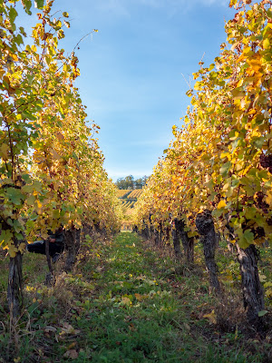 Vins Bio et Nature Jacques Ziegler à Orschwihr