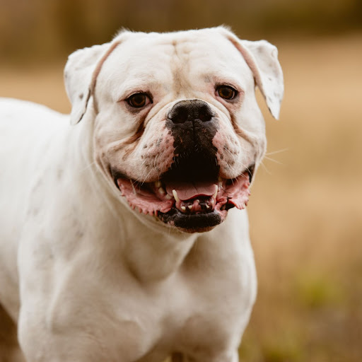 Pet Supply Store «PetSmart», reviews and photos, 7730 S Cicero Ave, Burbank, IL 60459, USA