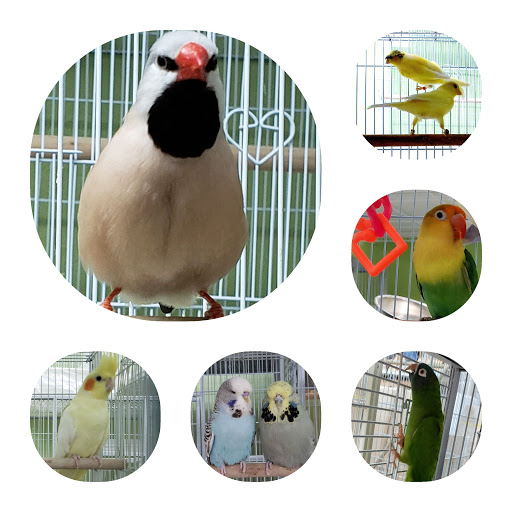 Pet Store «Louis Birds Pets & Supplies», reviews and photos, 80 Keyes St, San Jose, CA 95122, USA