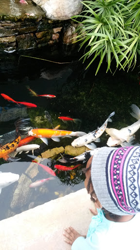 Tropical Fish Store «Premier Aquatics», reviews and photos, 1801 Roswell Rd, Marietta, GA 30062, USA