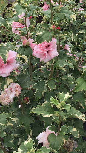 Florist «Freshwater Farms», reviews and photos, 1 Kipkam Rd, Atkinson, NH 03811, USA