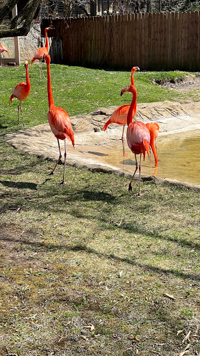 Zoo «Potawatomi Zoo», reviews and photos, 500 S Greenlawn Ave, South Bend, IN 46615, USA