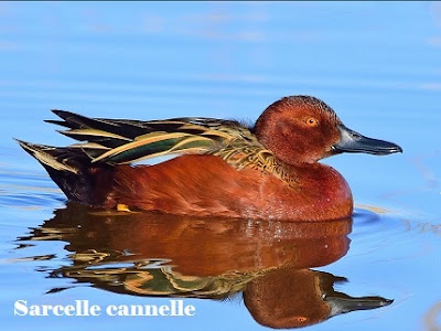 Les canards d ornements de chevillon sur huillard à Chevillon-sur-Huillard