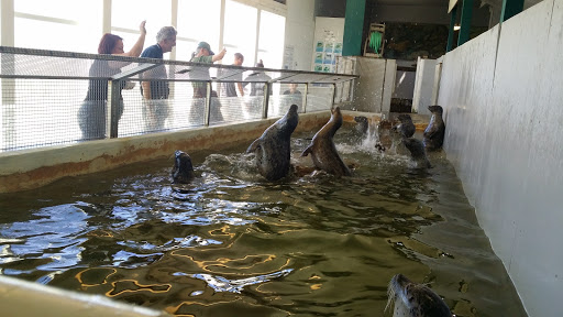 Aquarium «Seaside Aquarium», reviews and photos, 200 N Prom, Seaside, OR 97138, USA