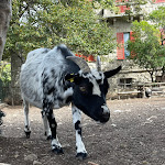 Photo n°1 de l'avis de Abuela.a fait le 07/10/2022 à 14:55 sur le  La Pineta à Bajardo