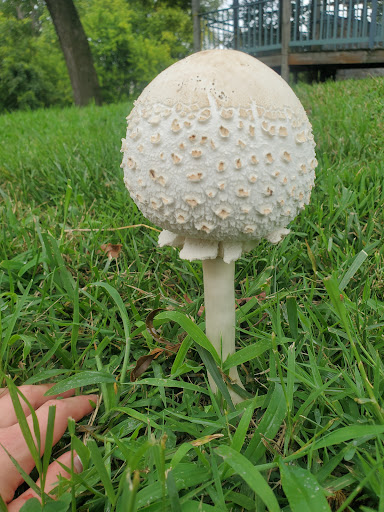 History Museum «Benjamin Banneker Historical», reviews and photos, 300 Oella Ave, Catonsville, MD 21228, USA