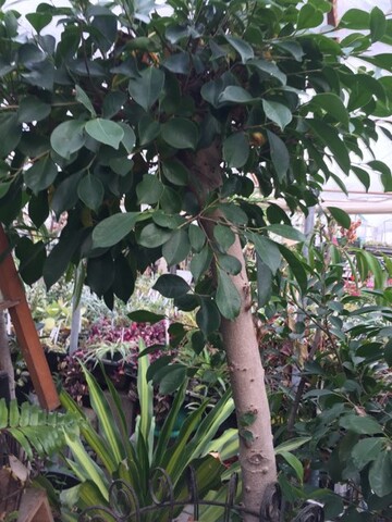 Florist «Ames Greenhouse», reviews and photos, 3011 S Duff Ave, Ames, IA 50010, USA