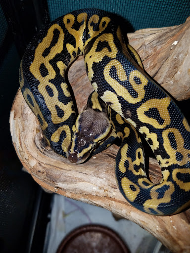 Pet Store «Critter Castle», reviews and photos, 1461 Boiling Springs Rd, Spartanburg, SC 29303, USA