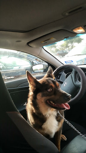 Pet Supply Store «PetSmart», reviews and photos, 2325 S Stemmons Fwy, Lewisville, TX 75067, USA