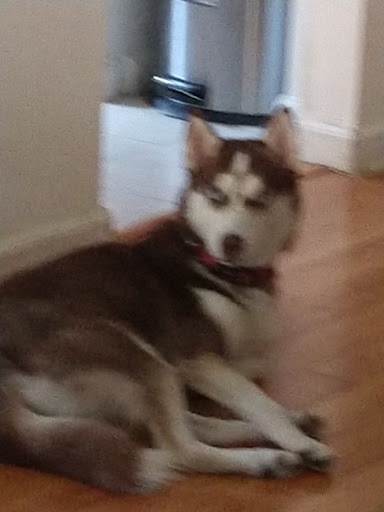 Pet Supply Store «Pet Supermarket», reviews and photos, 4500 N State Rd 7, Pompano Beach, FL 33073, USA