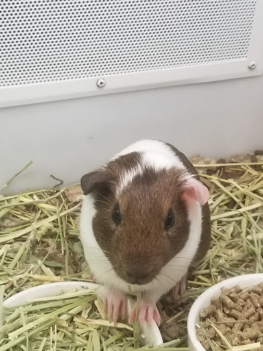 Pet Supply Store «Petco Animal Supplies», reviews and photos, 3380 124th Ave NW, Coon Rapids, MN 55433, USA