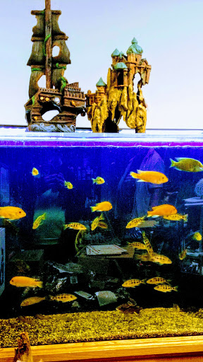 Aquarium «Rift Lake Aquatics», reviews and photos, 6777 Engle Rd j, Cleveland, OH 44130, USA