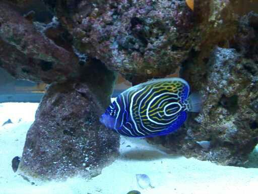 Tropical Fish Store «Aquariums Alive», reviews and photos, 119 broadway, Hicksville, NY 11801, USA