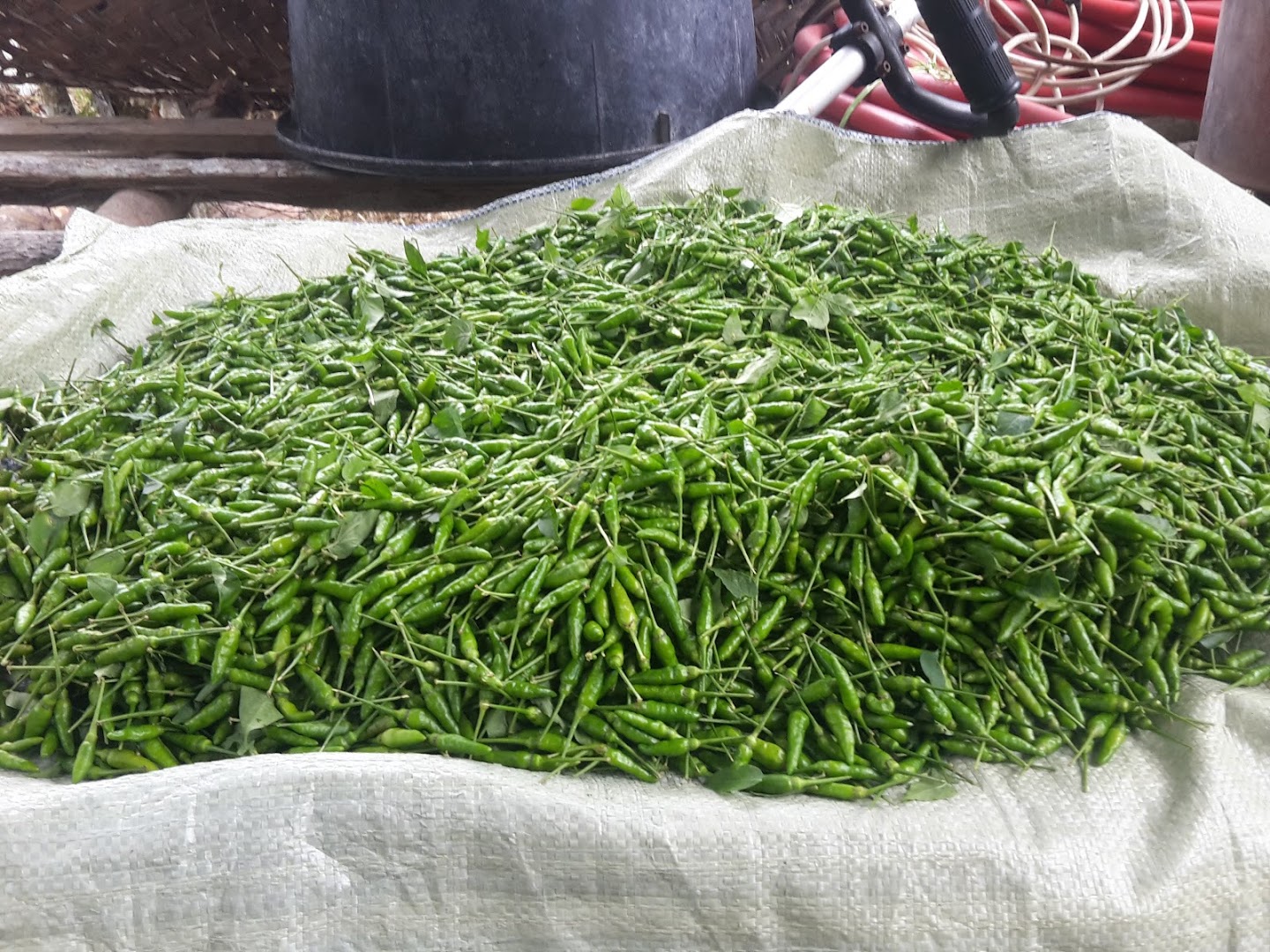 Pembekal Cabe Rawit Kampung Photo