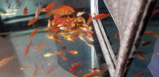 Pet Supply Store «Pet Supplies Plus», reviews and photos, 601 Portion Rd, Lake Ronkonkoma, NY 11779, USA