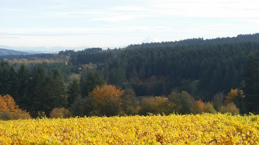 Winery «Raptor Ridge Winery», reviews and photos, 18700 SW Hillsboro Hwy, Newberg, OR 97132, USA